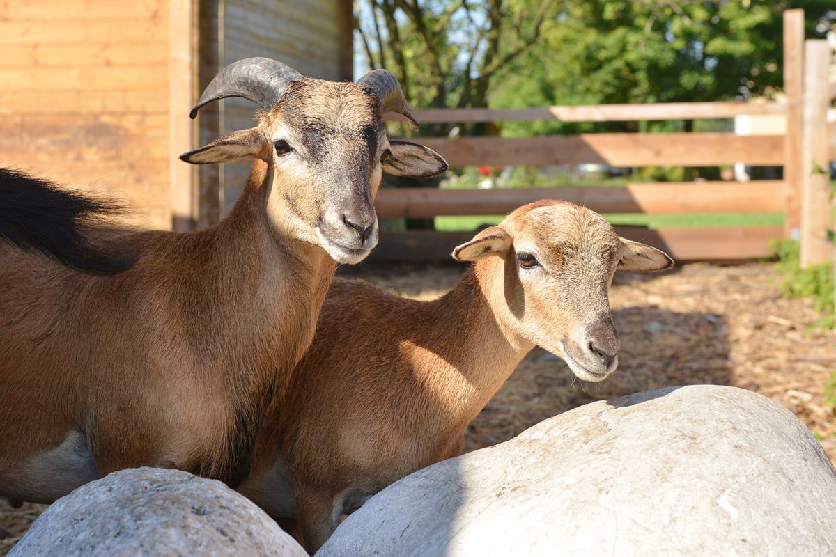 Goats at Laschenskygut